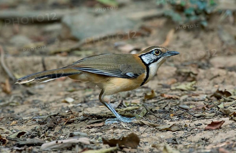 Greater Necklaced Laughingthrush (Garrulax pectoralis), Kaeng Krachan, Thailand