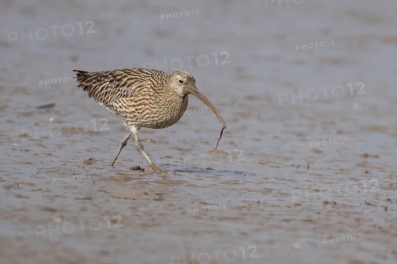 Eurasian curlew (Numenius arquata) adult wading bird carrying a lugworm for food in its beak on a mudflat, Norfolk, England, United Kingdom