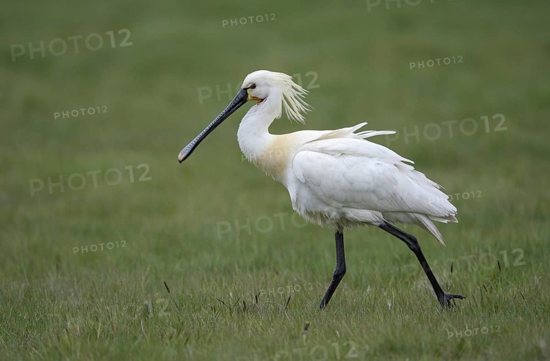 Loeffler (Platalea leucorodia), Spoonbill, April, Insel Texel, Nordsee, Nordholland, Niederlande
