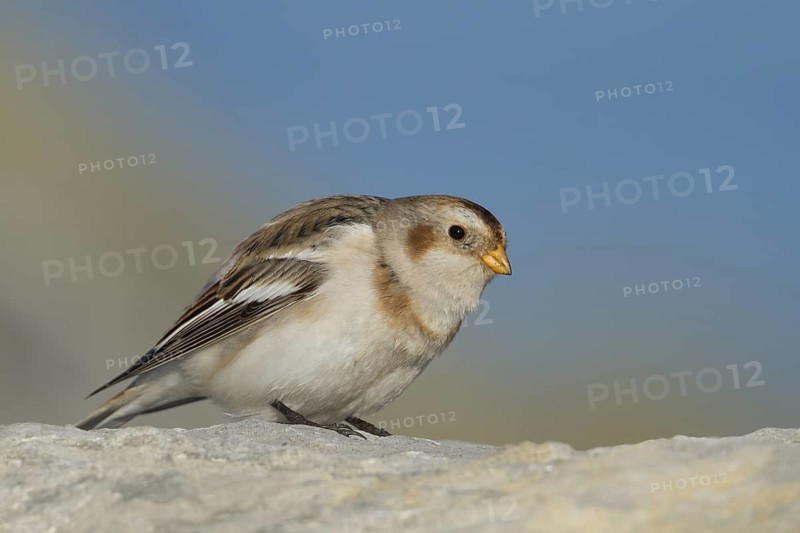 Snow Bunting - Schneeammer - Plectrophenax nivalis ssp. nivalis, Austria, adult male