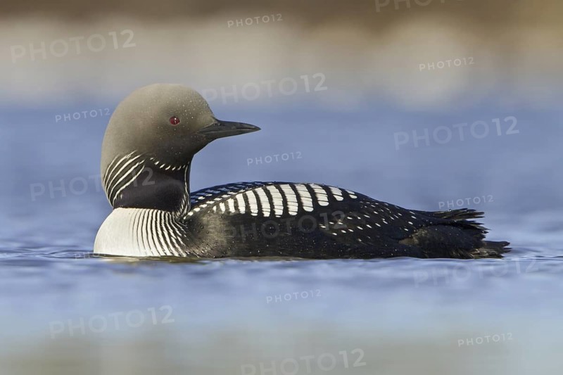 Pacific Loon (Gavia pacifica), Manitoba, Canada