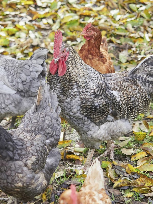 Close up view of gray and brown free range hens on the pasture
