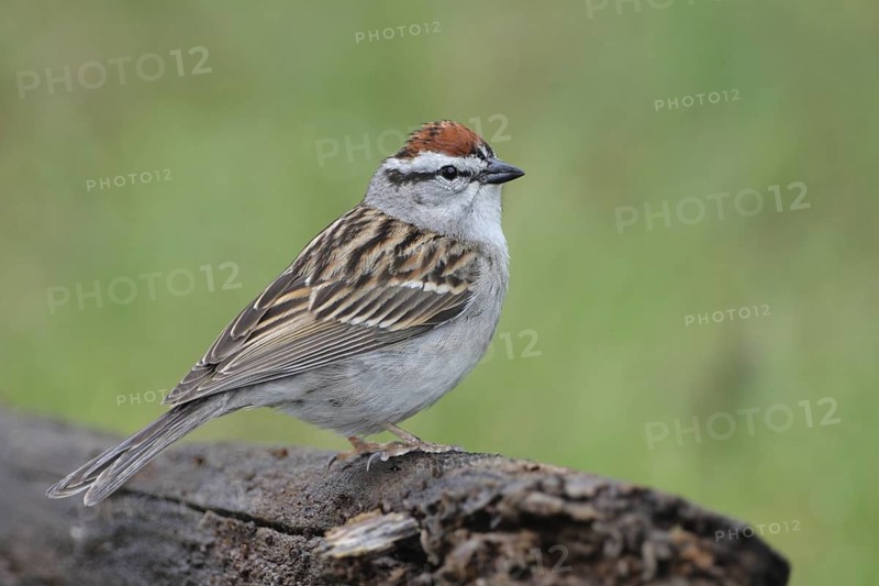 Chipping Sparrow (Spizella passerina), West Virginia, USA