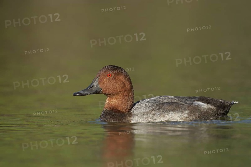 Common Pochard (Aythya ferina) male, Camargue, France