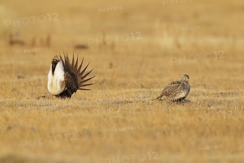 Sage Grouse (Centrocercus urophasianus) mating, California, USA
