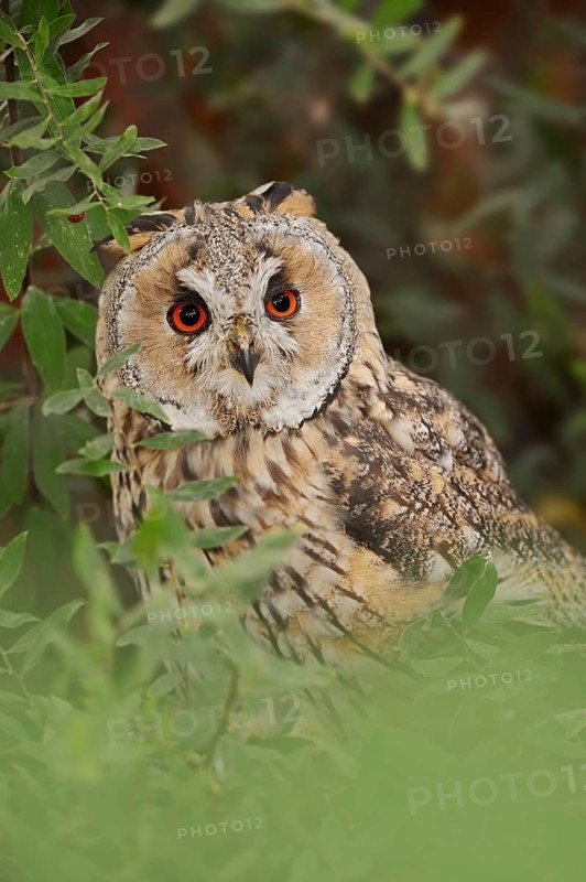 Long-eared owl (Asio otus), North Rhine-Westphalia, Germany