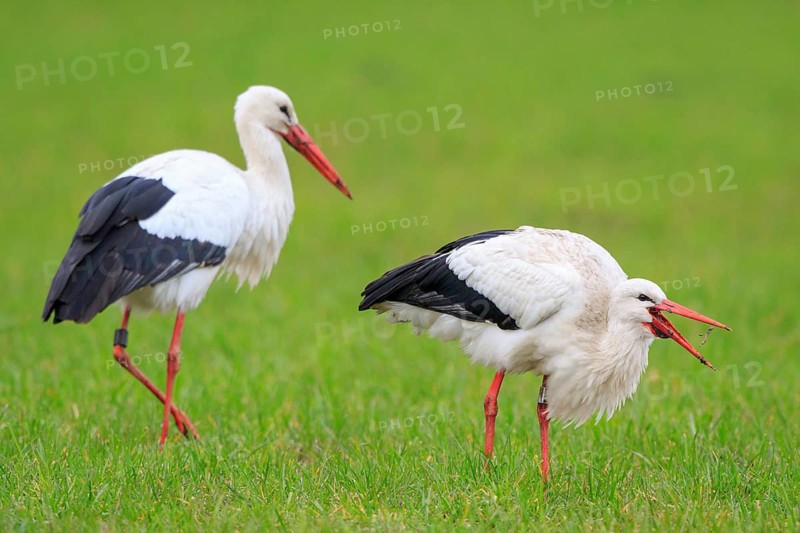 White Stork (Ciconia ciconia) foraging, North Rhine-Westphalia, Germany