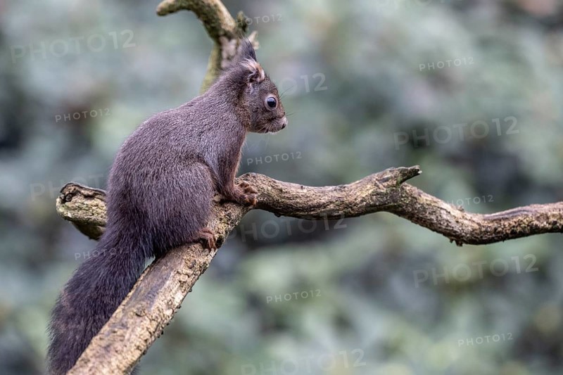 Squirrel (Sciurus vulgaris), Emsland, Lower Saxony, Germany