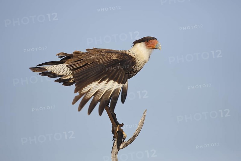 Northern Crested Caracara (Caracara cheriway), Texas, USA