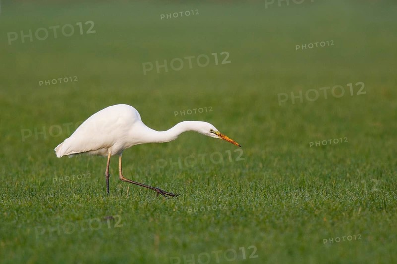 Great Egret (Ardea alba) foraging, North Rhine-Westphalia, Germany