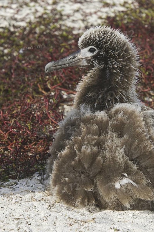 Black-footed Albatross (Phoebastria nigripes), Hawaii, USA