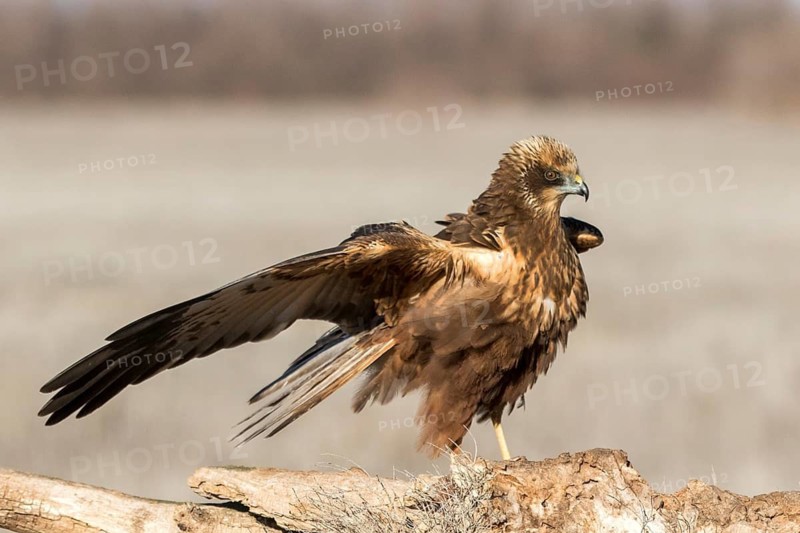 Western Marsh Harrier (Circus aeruginosus) male perched on a stump, Castile-La Mancha, Spain