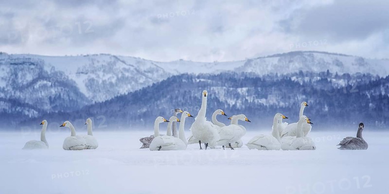 Whooper Swan (Cygnus cygnus) group, Hokkaido, Japan