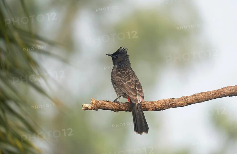 A Red-vented Bulbul (Pycnonotus cafer), Sreepeur, Gazipur