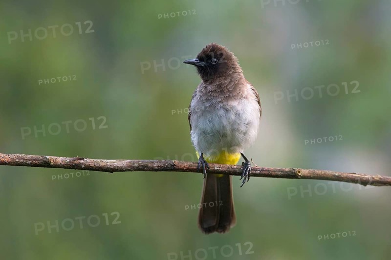 Dark-capped Bulbul (Pycnonotus tricolor) perched on a branch, Uganda