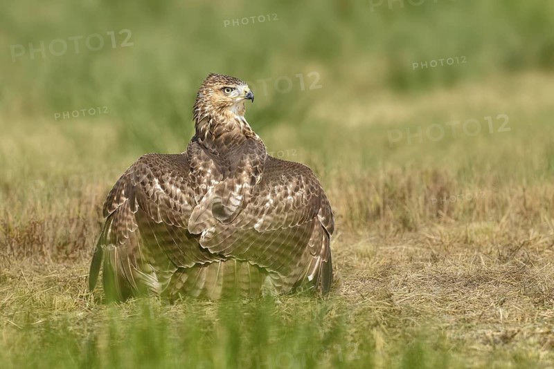Red-shouldered Hawk (Buteo lineatus), Texas, USA