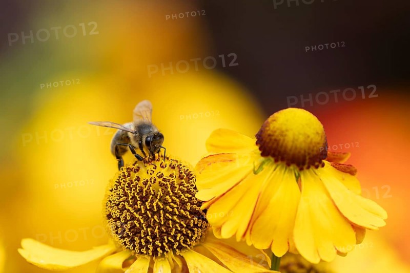 European honey bee (Apis mellifera) adult insect feeding a garden yellow Helenium flower in summer, England, United Kingdom