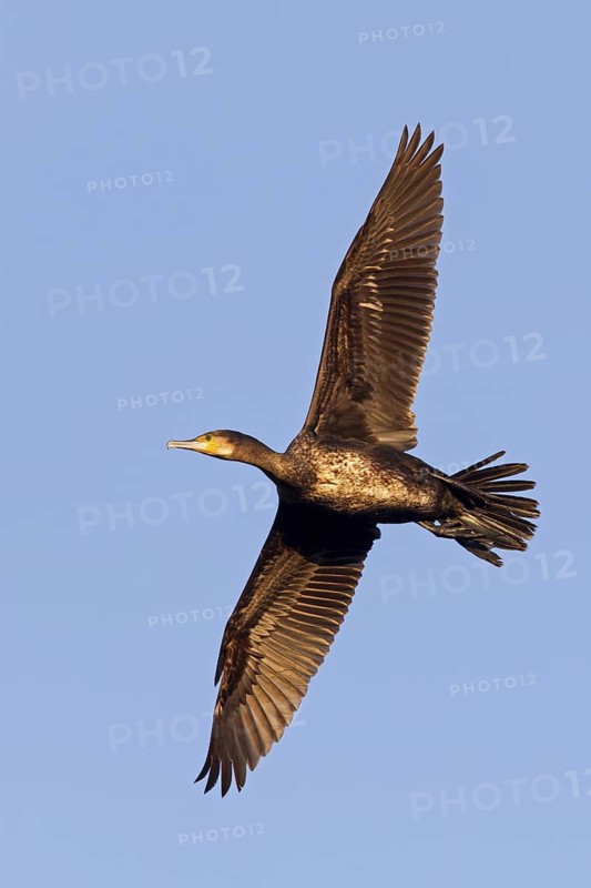 Great Cormorant (Phalacrocorax carbo) flying, Baden-Wuerttemberg, Germany