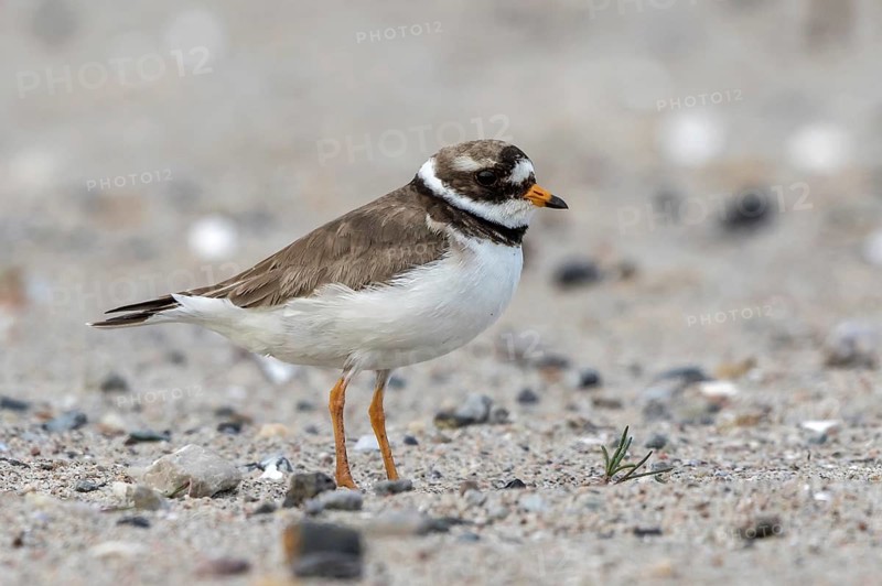 Common Ringed Plover (Charadrius hiaticula), Schleswig-Holstein, Germany