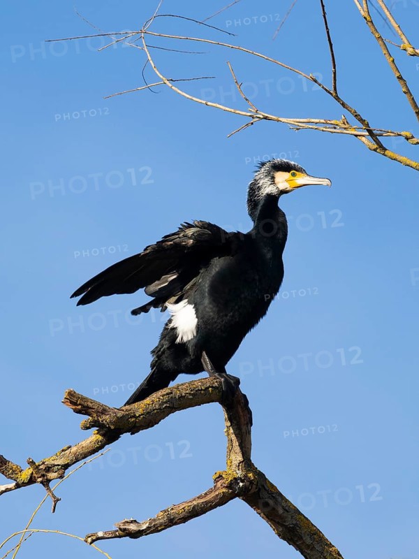 Great Cormorant (Phalacrocorax carbo), perched on a tree branch, in breeding plumage, flapping its wings, against a clear blue sky, Hesse, Germany