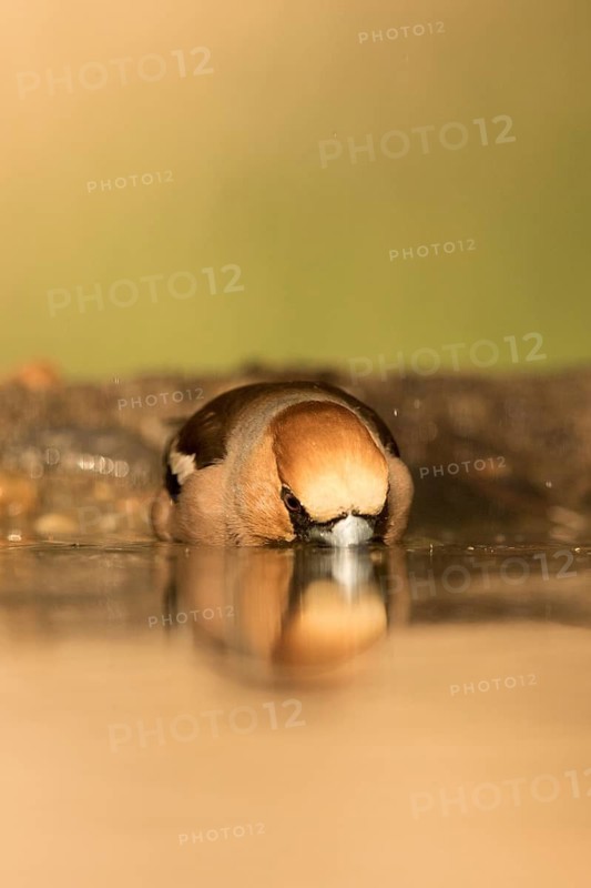 Hawfinch (Coccothraustes coccothraustes) male drinking, Serbia