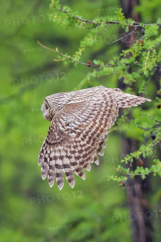 Ural Owl (Strix uralensis yenisseensis) flying, Lake Khuvsgul, Mongolia