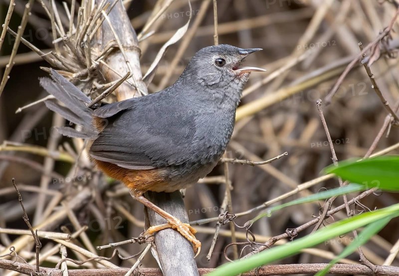 Ochre-flanked Tapaculo (Eugralla paradoxa) singing, Araucania, Chile