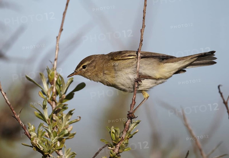 Willow Warbler (Phylloscopus trochilus), Schleswig-Holstein, Germany