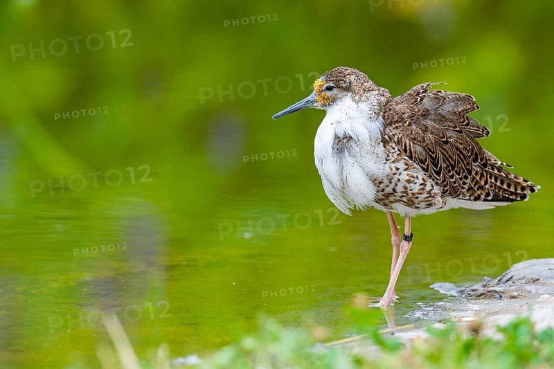 A male ruff (Calidris pugnax) searching for food in shallow water. Northern Poland