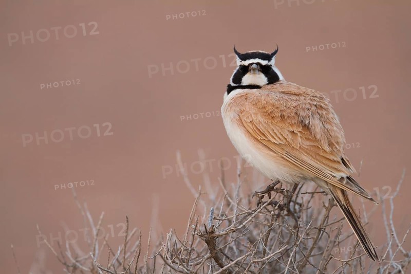 Temminck's Horned Lark - Saharaohrenlerche - Eremophila bilopha, Morocco