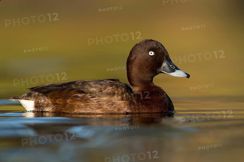 Hardhead (Aythya australis) male, Victoria, Australia