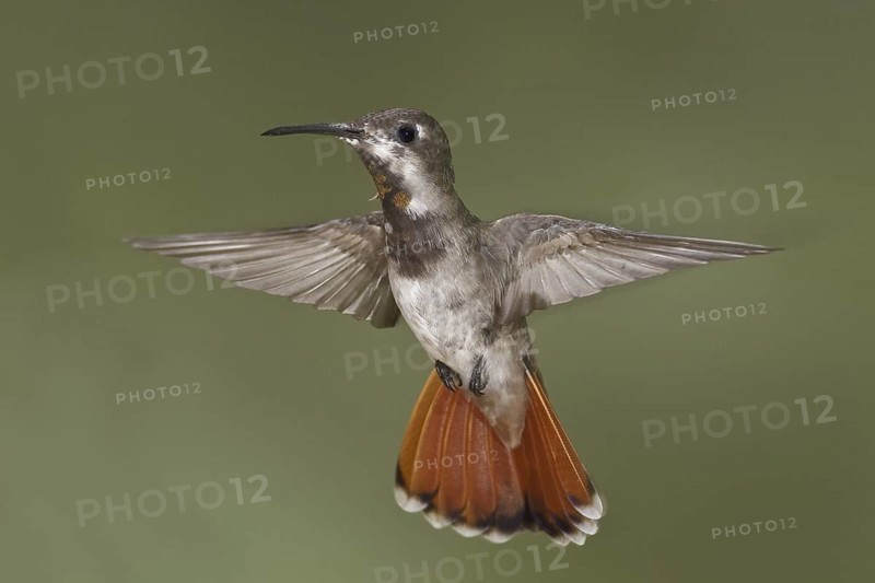 Ruby-topaz Hummingbird (Chrysolampis mosquitus), Trinidad and Tobago