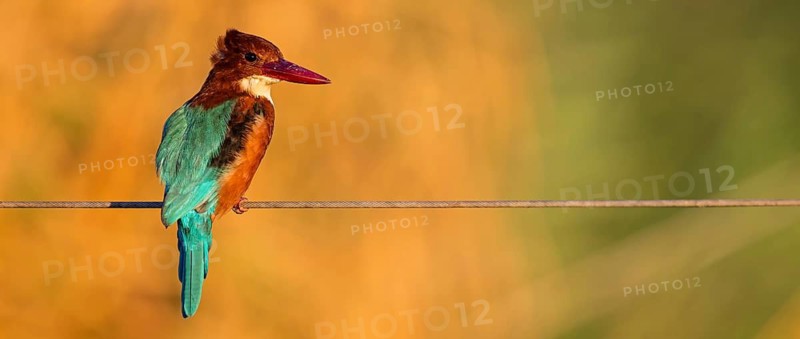 Brown kingfisher, (Halcyon smyrnensis), kingfisher, animals, birds, kingfisher family, Lahavot HaBashan Fish Ponds, Hula Valley, Northern District, Israel