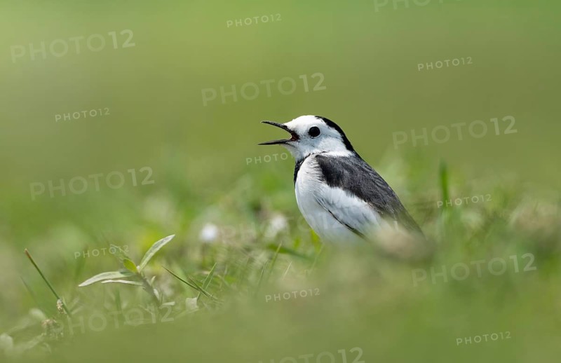 White Wagtail (Motacilla alba) standing in a lush green field, sreepur, Gazipur, bangladesh