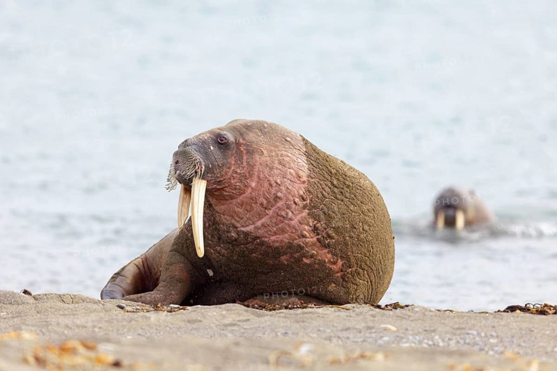 Walrus, (Odobenus rosmarus), (Trichechus rosmarus), animals, mammals, Spitsbergen, Longyearbyen, Svalbard Spitsbergen, Norway