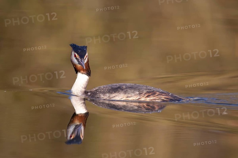 Great crested grebe (Podiceps cristatus) adult bird on a lake, England, United Kingdom