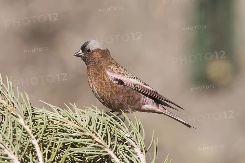 Grey-crowned Rosy Finch (Leucosticte tephrocotis), California, USA