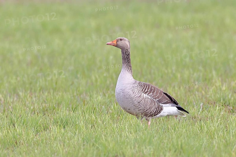 Grey goose (Anser anser) on a moor, Dümmer, Lake Dümmer, Ochsenmoor, Hüde, Lower Saxony, Germany