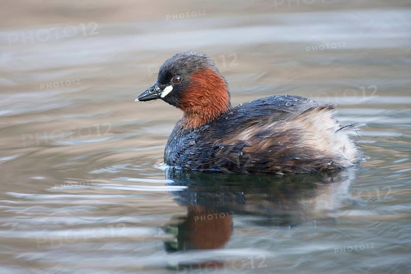 Little grebe or Dabchick (Tachybaptus ruficollis) adult bird on a lake, England, United Kingdom