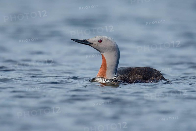 Red-throated Loon (Gavia stellata), Iceland