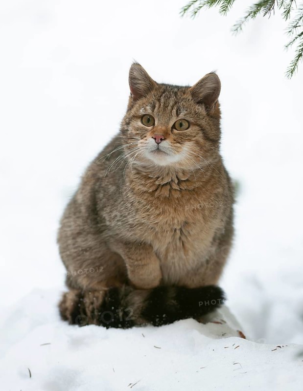 European wildcat (Felis silvestris) sitting in the snow and looking attentively, captive, Bavarian Forest National Park, Bavaria, Germany