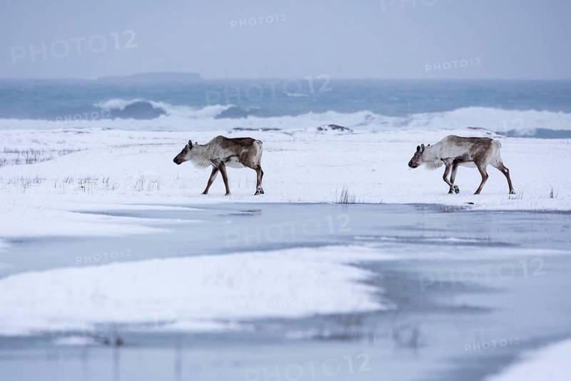 Reindeer (Rangifer), Mammals (Mammalia), Snow, Meadow, Winter, Sea, Waves, Iceland, Scandinavia