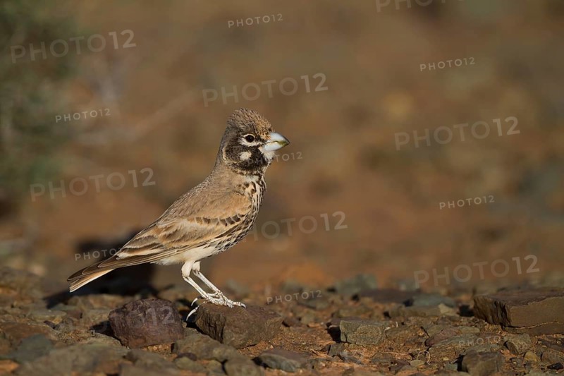 Thick-billed Lark - Knackerlerche - Rhamphocory clotbey, Morocco, male