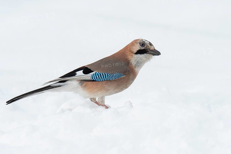 Eurasian jay (garrulus glandarius) in the snow, Neuhaus, Lower Saxony, Germany