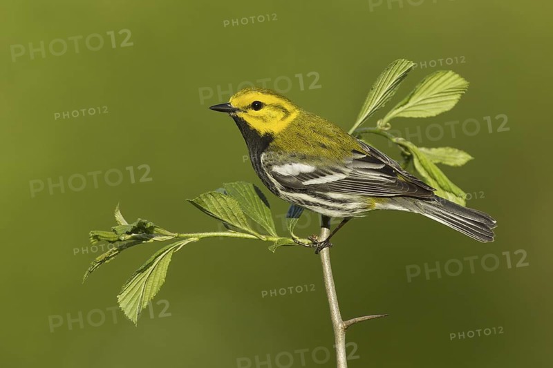 Black-throated Green Warbler (Setophaga virens) male, New York, USA