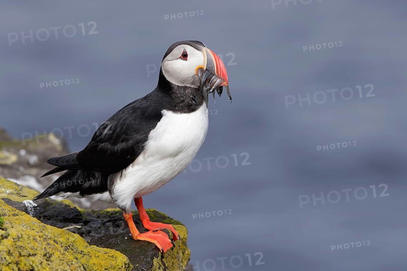 Atlantic Puffin (Fratercula arctica), Iceland