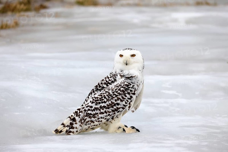 Snowy owl (Nyctea scandiaca), snowy owl, adult, alert, in snow, foraging, in winter, Bohemian Forest, Czech Republic, Europe, Germany, captive