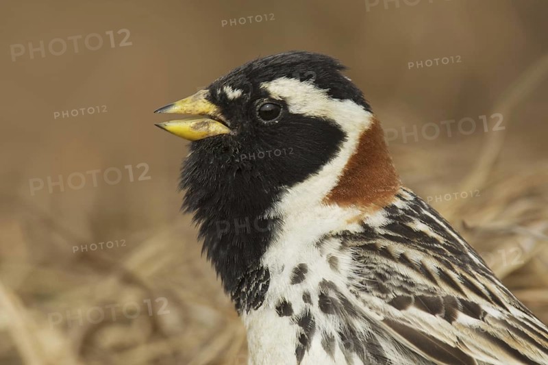 Lapland Longspur (Calcarius lapponicus) male, Alaska, USA