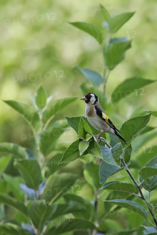 European Goldfinch (Carduelis carduelis), Catalonia, Spain