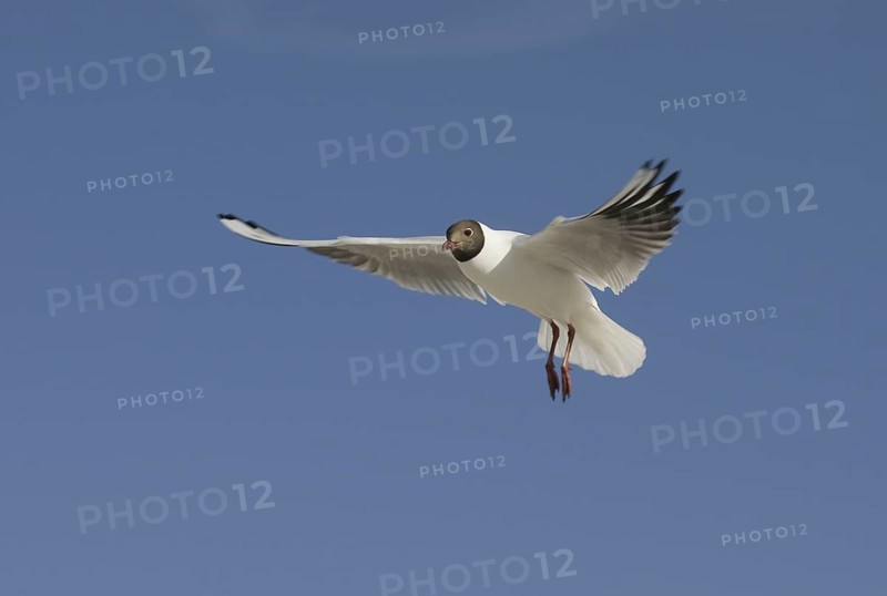 Black-headed Gull (Chroicocephalus ridibundus) flying, Mecklenburg-Western Pomerania, Germany